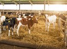 Transitioning calves for optimum growth with micronised feeds.