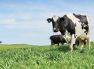 Why feed a supplement when pasture is plentiful?